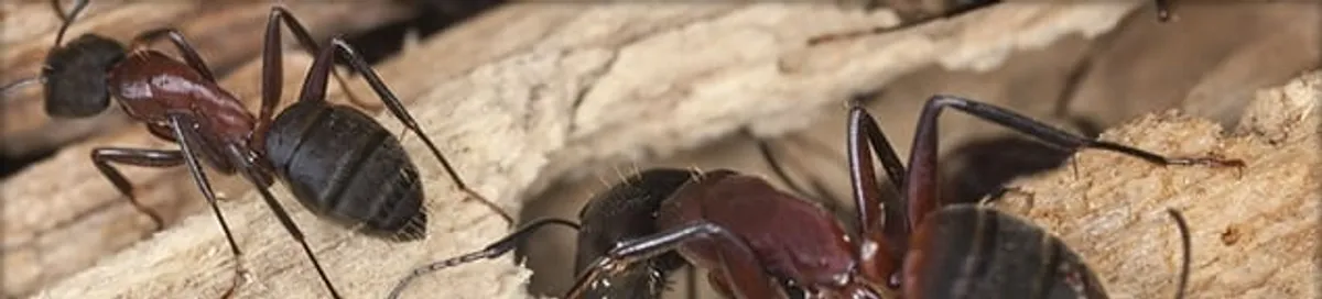 Close-up of ants on wood showing an active ant infestation in Jackson, MS