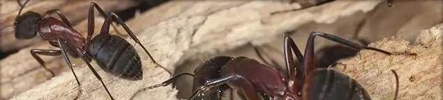 Close-up of ants on wood showing an active ant infestation in Jackson, MS