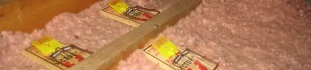 Mouse traps placed in an attic for rodent control in Jackson, MS