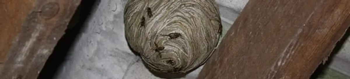 Wasp nest in an attic space, a common home infestation risk in Jackson, MS