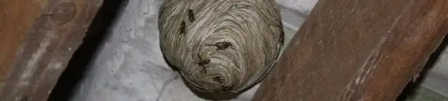 Wasp nest in an attic space, a common home infestation risk in Jackson, MS