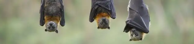 Bats roosting together, a common sign of a bat infestation in Jackson, MS
