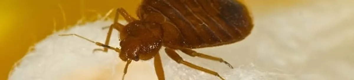 Close-up of a bed bug, a sign of an active infestation in Jackson, MS