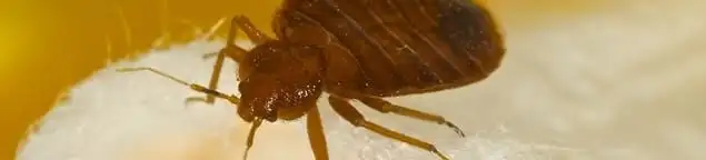 Close-up of a bed bug, a sign of an active infestation in Jackson, MS