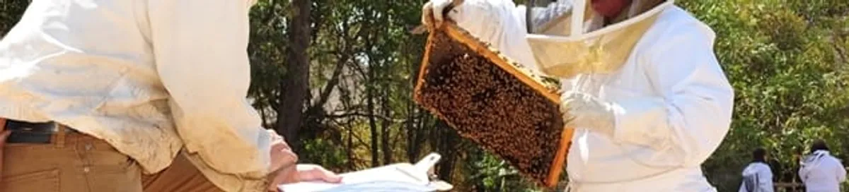 Bee removal specialists relocating a hive and honeycomb safely in Jackson, MS