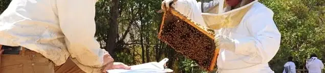 Bee removal specialists relocating a hive and honeycomb safely in Jackson, MS