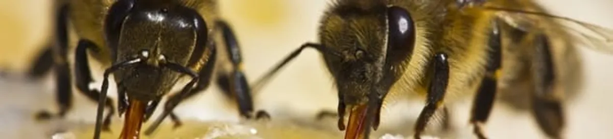 Close-up of honey bees, a sign of a nearby hive in Jackson, MS