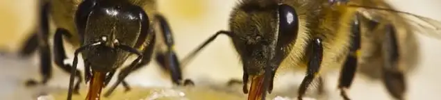 Close-up of honey bees, a sign of a nearby hive in Jackson, MS