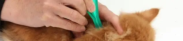 Flea treatment for pets using a flea comb, a sign of flea problems in Jackson, MS