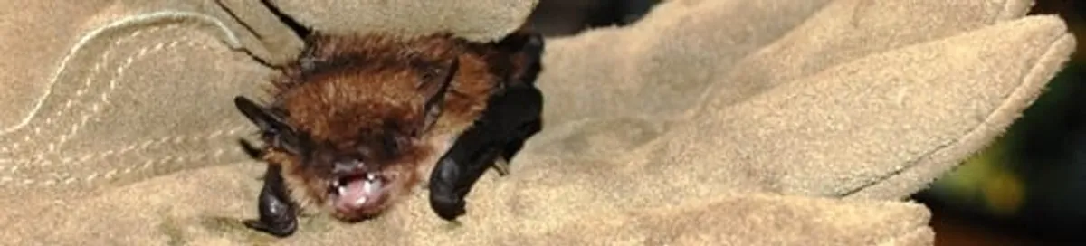 Bat removal specialist holding a bat safely during humane exclusion in Jackson, MS