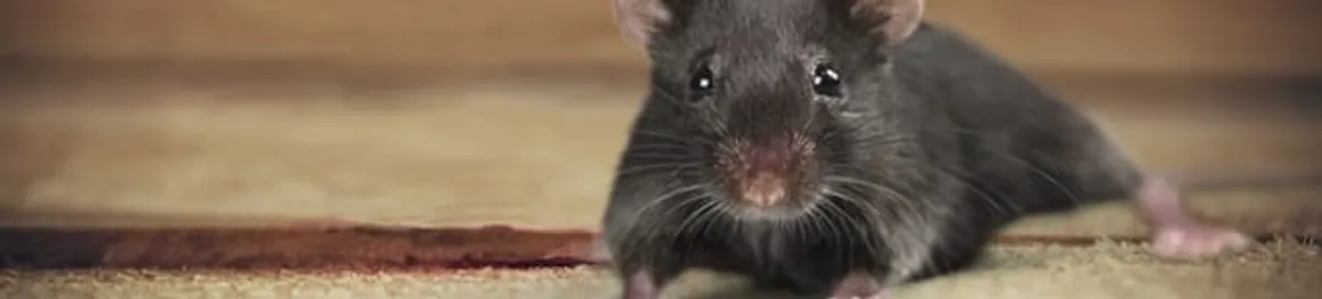 Mouse indoors, a common sign of a rodent infestation in Jackson, MS