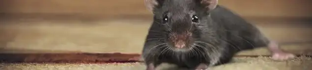 Mouse indoors, a common sign of a rodent infestation in Jackson, MS