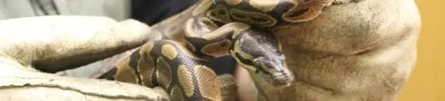Snake removal specialist safely handling a snake with protective gloves in Jackson, MS