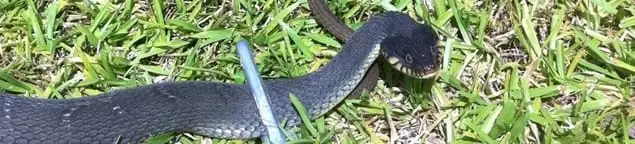 Snake in a yard, a common sign of a snake problem near a home in Jackson, MS