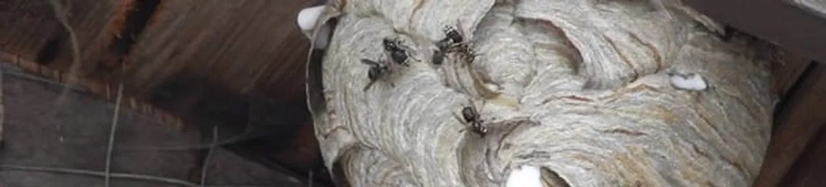 Close-up of a wasp nest with active wasps, a sign of an infestation in Jackson, MS