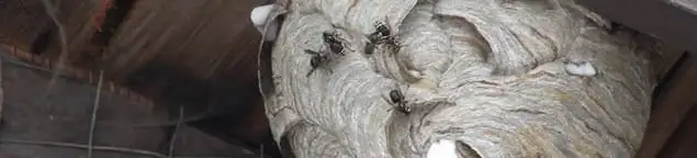 Close-up of a wasp nest with active wasps, a sign of an infestation in Jackson, MS